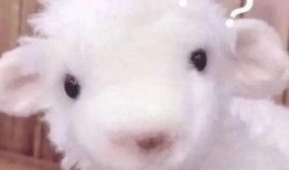 蜂蜜小羊爆料怎么做的视频,自制美味蜂蜜小羊的秘籍分享